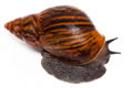 Achatina achatina achatina Ghana typ 2a adult import